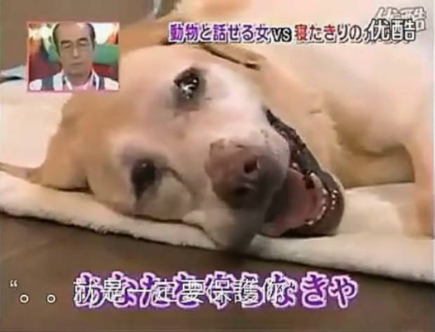 要讓人類聽(tīng)懂動(dòng)物的語(yǔ)言，AI還需克服哪些難題？