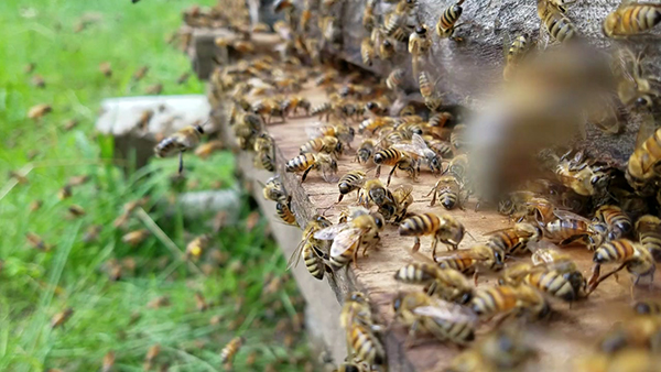 利用物聯(lián)網(wǎng)保護環(huán)境的三種方法