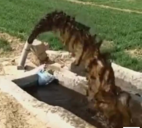 河北寧晉“污水澆麥”：附近企業(yè)滲坑排污，3人被抓