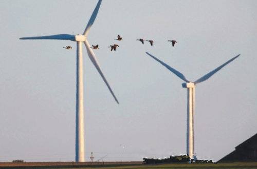 大自然保護(hù)協(xié)會認(rèn)為 風(fēng)能開發(fā)應(yīng)規(guī)避生態(tài)脆弱區(qū)