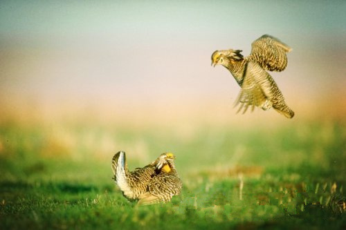 大自然保護(hù)協(xié)會認(rèn)為 風(fēng)能開發(fā)應(yīng)規(guī)避生態(tài)脆弱區(qū)