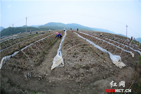 北湖區(qū)“互聯(lián)網(wǎng)+農(nóng)業(yè)”助推農(nóng)產(chǎn)品區(qū)域品牌建設(shè)