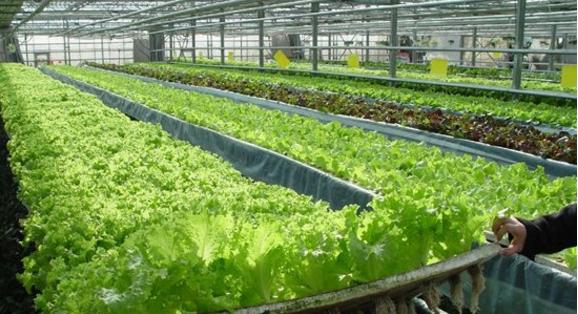 互聯(lián)網(wǎng)+農(nóng)業(yè) 下一個(gè)風(fēng)口！