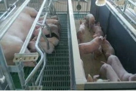 智能化養(yǎng)豬系統(tǒng)，現(xiàn)代化農(nóng)業(yè)發(fā)展之路