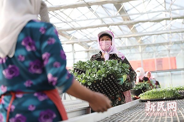 固原市原州區(qū) 冷涼蔬菜品牌試水“互聯(lián)網(wǎng)+農(nóng)業(yè)”
