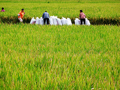 靖宇深入推進(jìn)“互聯(lián)網(wǎng)+現(xiàn)代農(nóng)業(yè)”行動(dòng)（圖）
