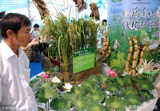 農業(yè)特色互聯(lián)網小鎮(zhèn)該怎么建