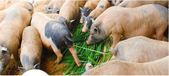 “互聯(lián)網(wǎng)+農(nóng)業(yè)”前景好 千萬(wàn)用戶涌入農(nóng)產(chǎn)品眾籌市場(chǎng)掘金