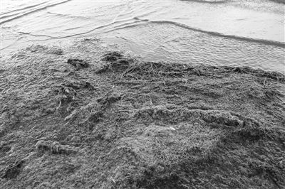 內(nèi)蒙古“一湖兩海”治理進(jìn)展緩慢