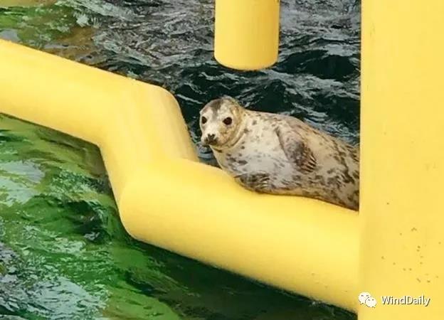 海上風電破壞海洋生態(tài)？海豹：想多了！
