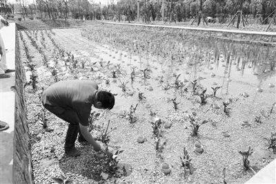 三年攻堅(jiān)，滇池保護(hù)治理力爭(zhēng)實(shí)現(xiàn)新突破