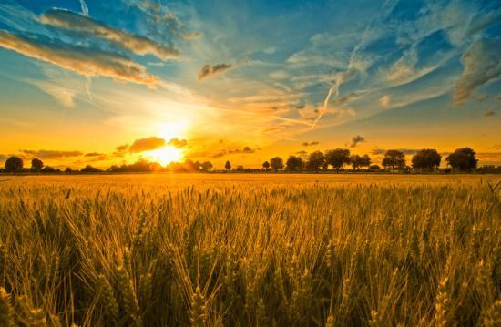 “互聯(lián)網(wǎng)+農(nóng)業(yè)”，創(chuàng)造農(nóng)村發(fā)展新活力