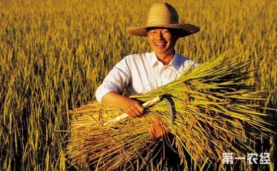 鄉(xiāng)村振興中的“互聯(lián)網(wǎng)+農(nóng)業(yè)”到底指的是什么？