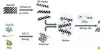 研究人員成功制備鈣鈦礦/黑磷低維復合納米材料